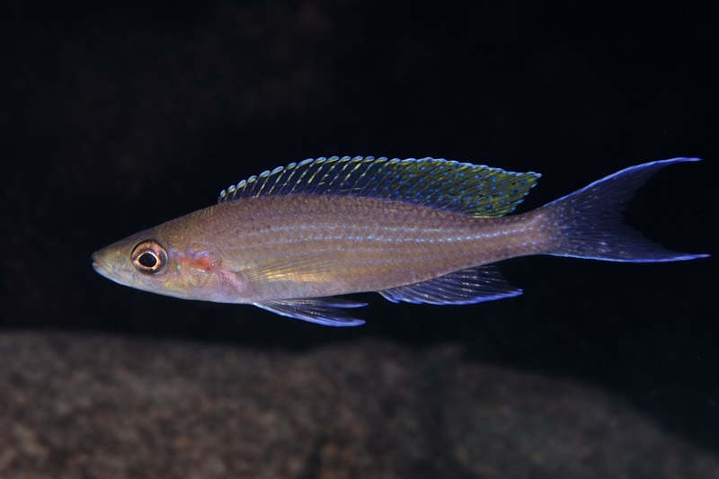 Paracyprichromis brieni 'Kapampa'